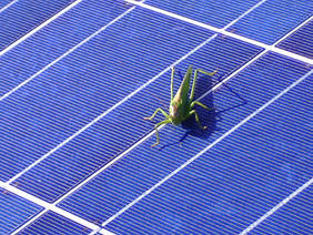 Heuschrecke auf PV-Anlage