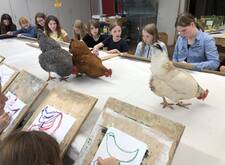 Hühner laufen auf den Kunsttischen