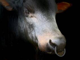 Das ist ein Zebu!